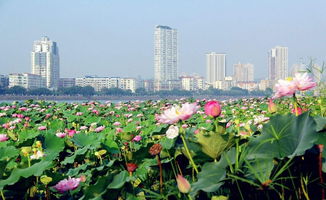 年塔河源文化旅游节暨第七届荷花节举行